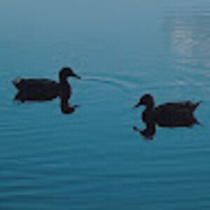 Meet your Posher, Jiya